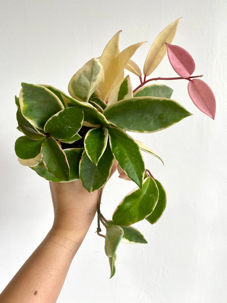 Hoya carnosa krimson queen (small; 10 diameter pot)
