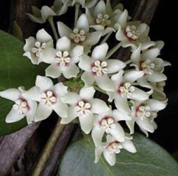 Hoya australis