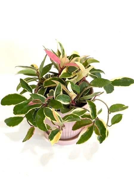 Hoya carnosa krimson queen (Big; 14cm plastic pot)