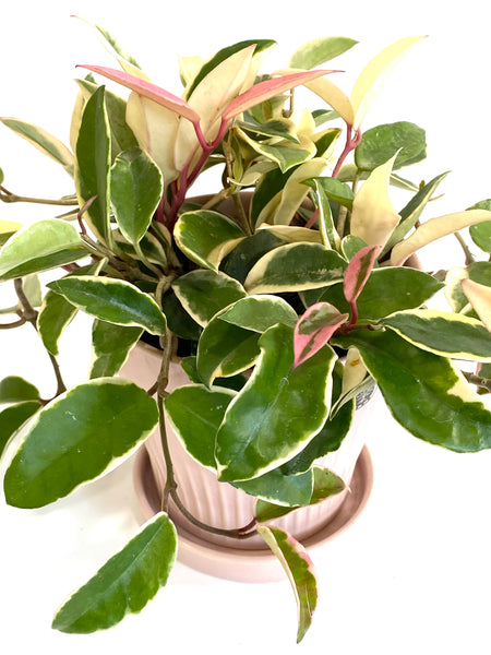 Hoya carnosa krimson queen (Big; 14cm plastic pot)