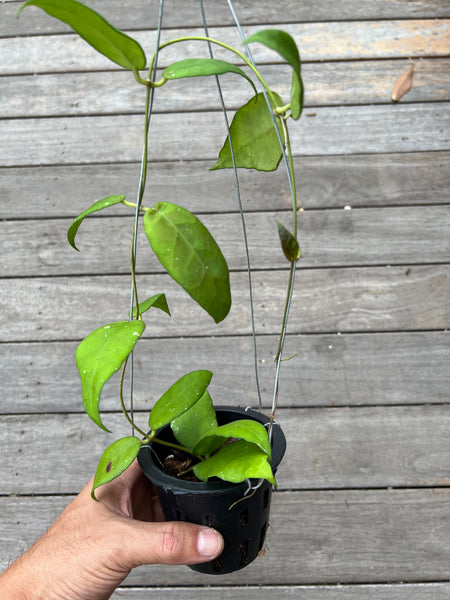 Hoya scortechii