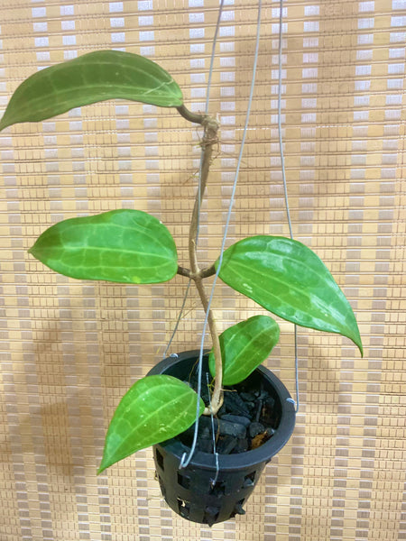 Hoya macrophylla (s)