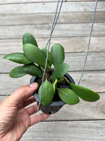 Hoya lucardensiana red (s)