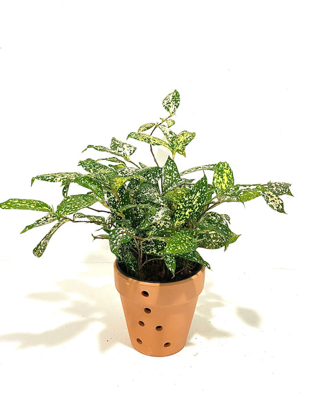 Aucuba Joponica - Green