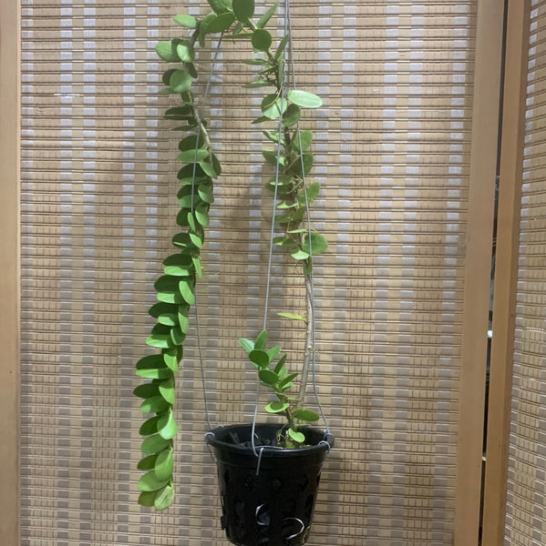 Hoya cumingiana