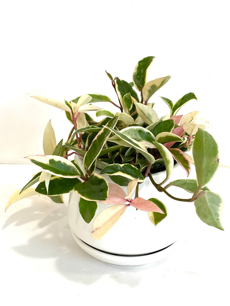 Hoya carnosa krimson queen (Big; 14cm plastic pot)