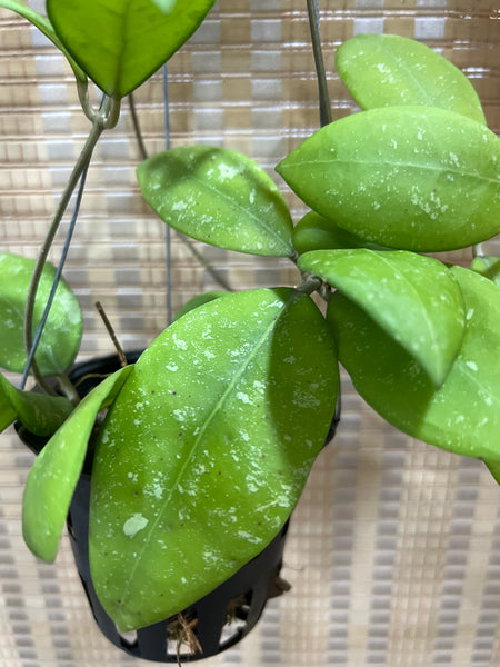 Hoya erythrostemma 'splash' (s)