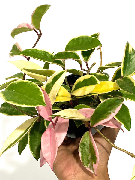 Hoya carnosa krimson queen (small; 10 diameter pot)