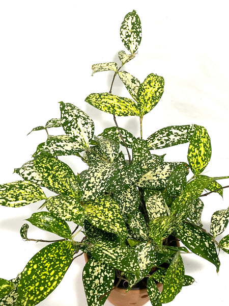 Aucuba Joponica - Green