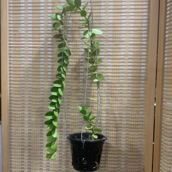 Hoya cumingiana
