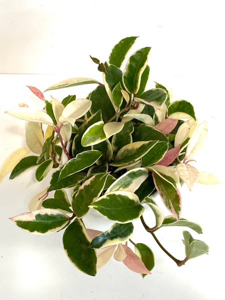 Hoya carnosa krimson queen (Big; 14cm plastic pot)