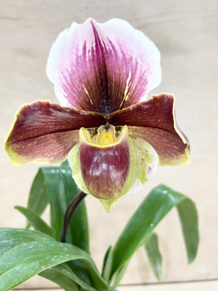 Paphiopedilum (SO103)-Tree of Reminiscence x Valiwin