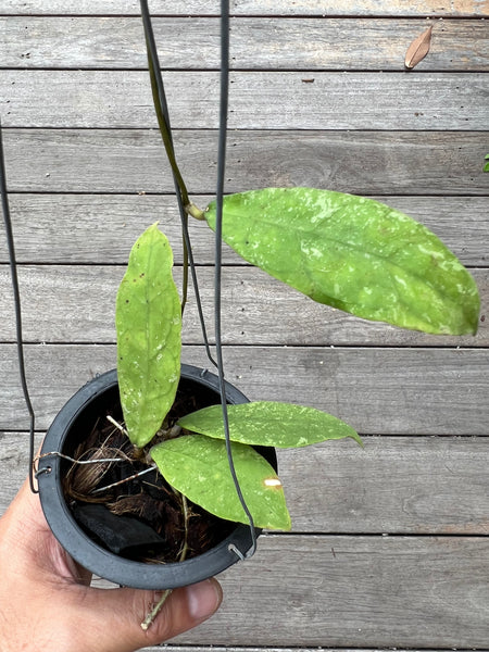 Hoya peninsularis