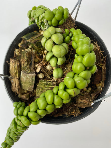 Dischidia nummularifolia 'dragon jade'