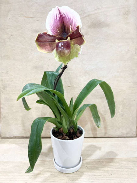 Paphiopedilum (SO103)-Tree of Reminiscence x Valiwin