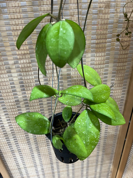 Hoya erythrostemma 'splash' (s)