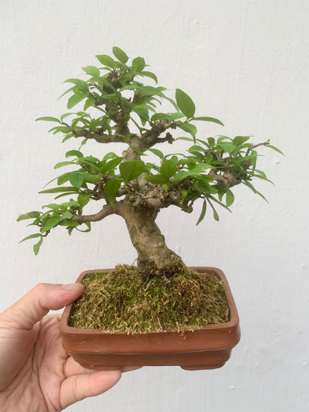 Shohin Wrightia religiosa Bonsai