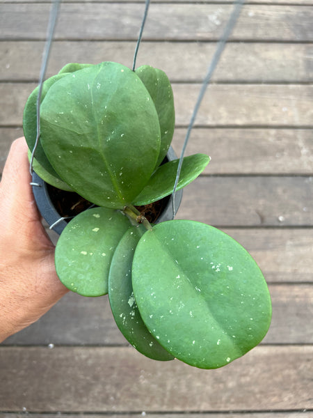 Hoya obovata (s)