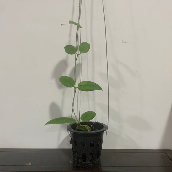 Hoya sp pahang
