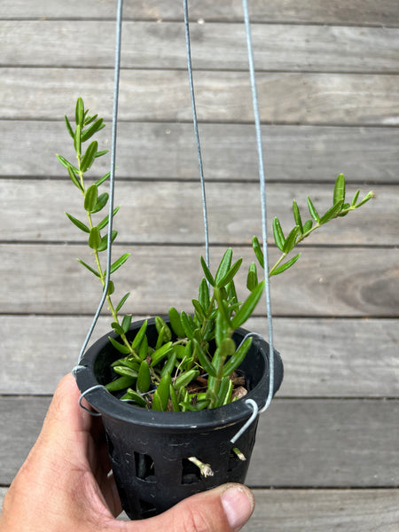 Hoya engerliana (s)