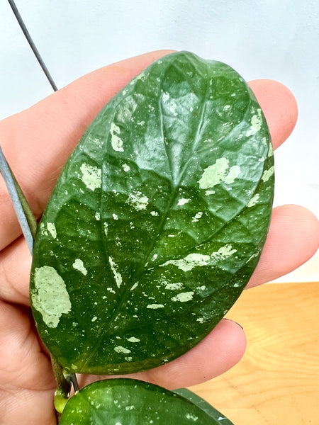 Hoya arnottiana splash (s)