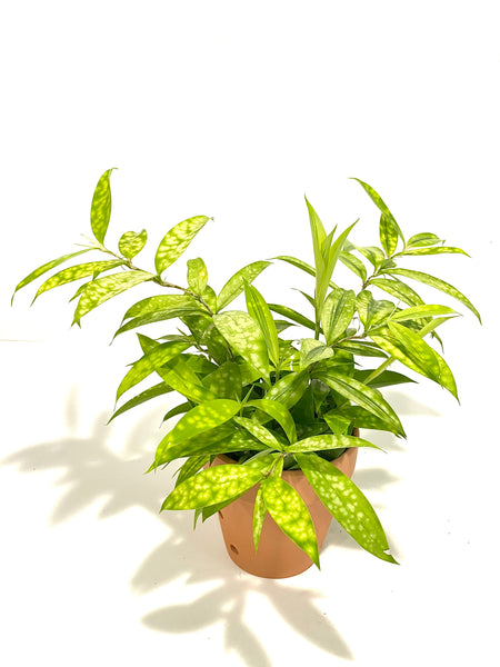 Aucuba Joponica - Lime