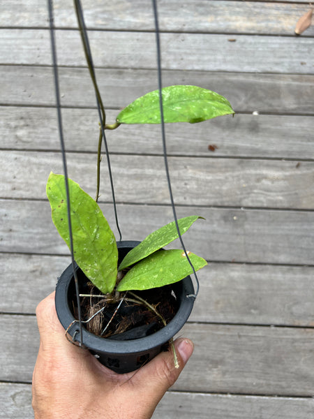 Hoya peninsularis