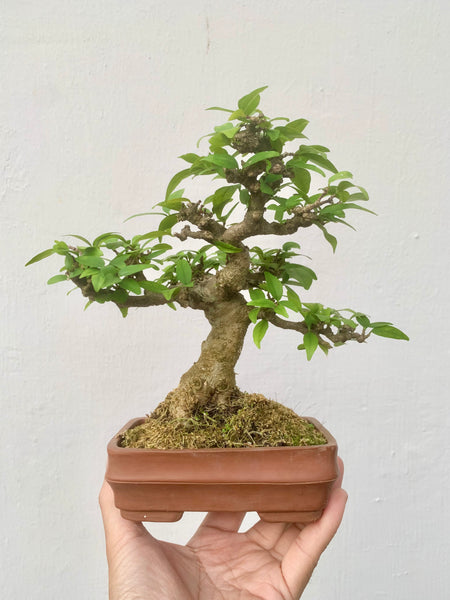 Shohin Wrightia religiosa Bonsai