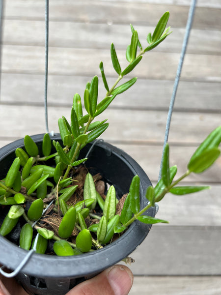 Hoya engerliana (s)