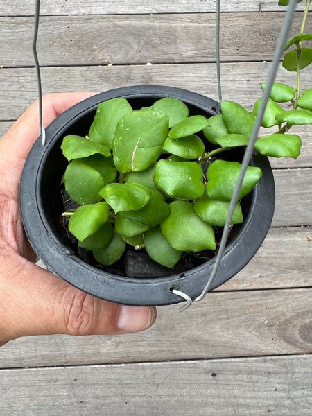 Hoya aff endauensis