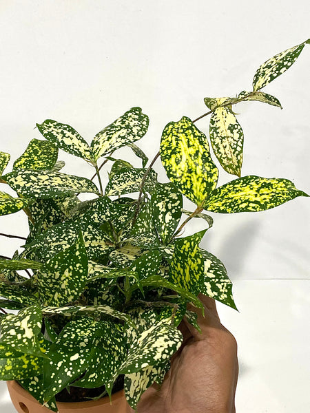 Aucuba Joponica - Green