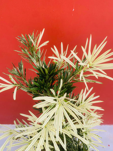 Podocarpus Pine Variegata (1 m) in Glazed Ceramic Pot