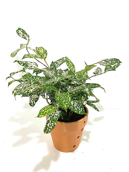 Aucuba Joponica - Green