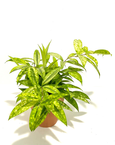 Aucuba Joponica - Lime