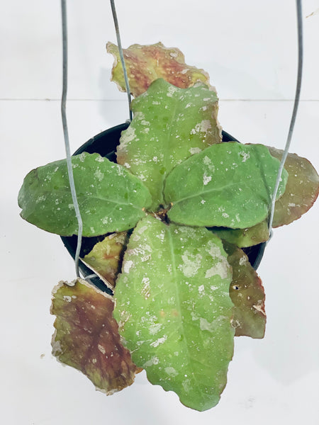 Hoya undulata