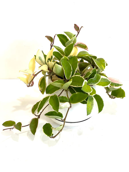 Hoya carnosa krimson queen (Big; 14cm plastic pot)