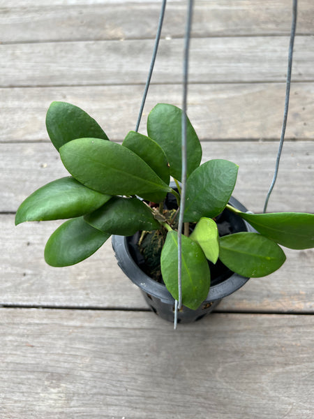 Hoya lucardensiana red (s)