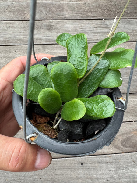Hoya roundifolia