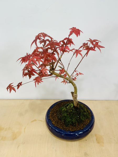 Maple Bonsai in zen medium grey ceramic pot (Acer Palmatum)