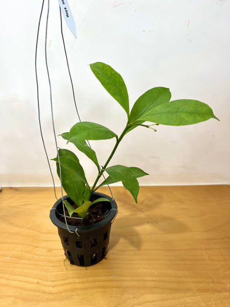 Hoya occultata (s)