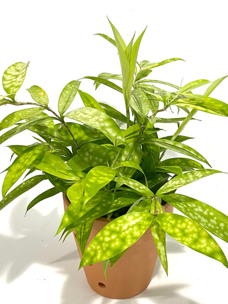 Aucuba Joponica - Lime