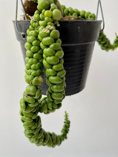 Dischidia nummularifolia 'dragon jade'