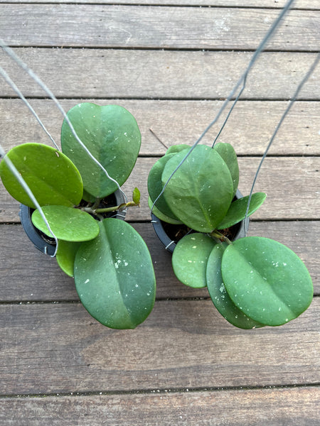 Hoya obovata (s)