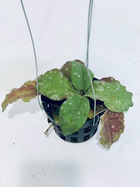 Hoya undulata