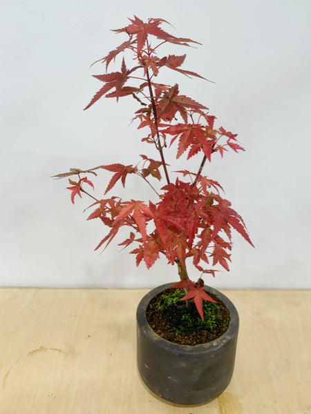 Maple Bonsai in zen medium grey ceramic pot (Acer Palmatum)