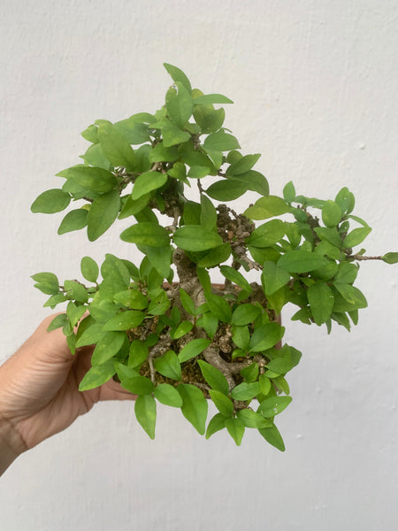 Shohin Wrightia religiosa Bonsai