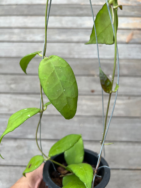 Hoya scortechii