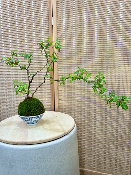Chose your own date - Signature Kokedama Workshop