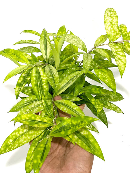 Aucuba Joponica - Lime