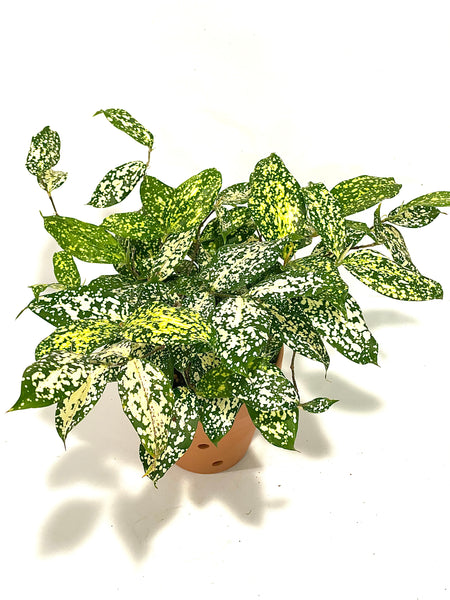 Aucuba Joponica - Green